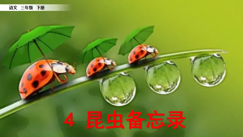 4 昆虫备忘录（课件1）_02.webp