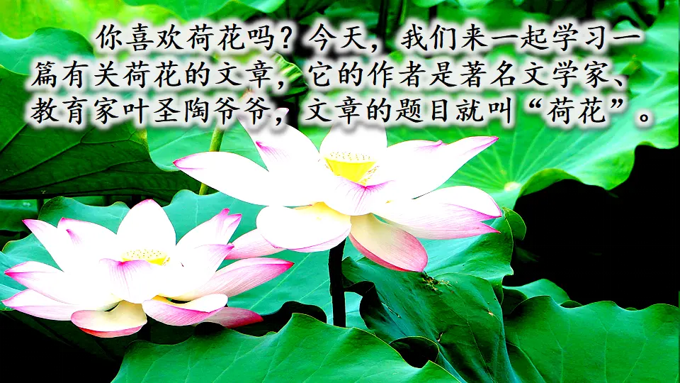 3 荷花（课件1）_01.webp