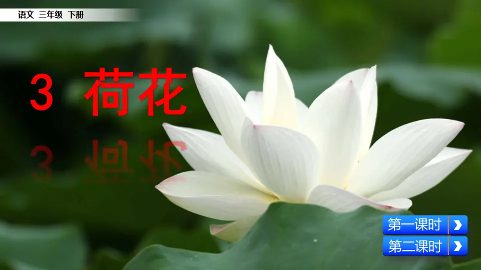 3 荷花（课件1）_02.webp