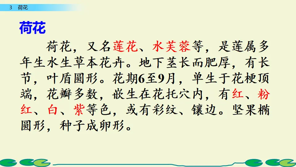 3 荷花（课件1）_04.webp