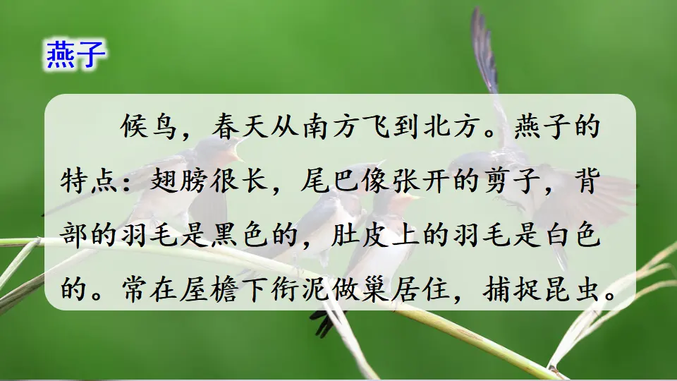 2  燕子（课件1）_02.webp
