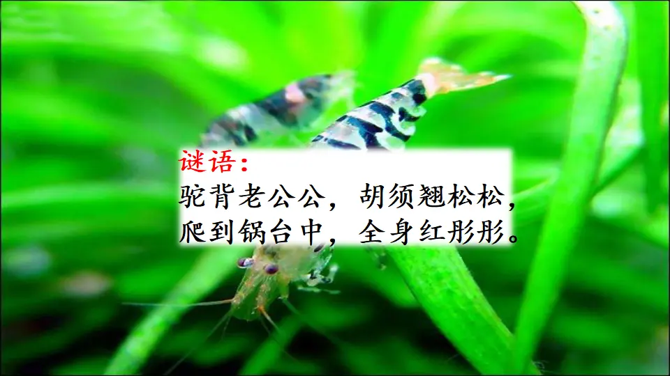 15 小虾（课件1）_01.webp