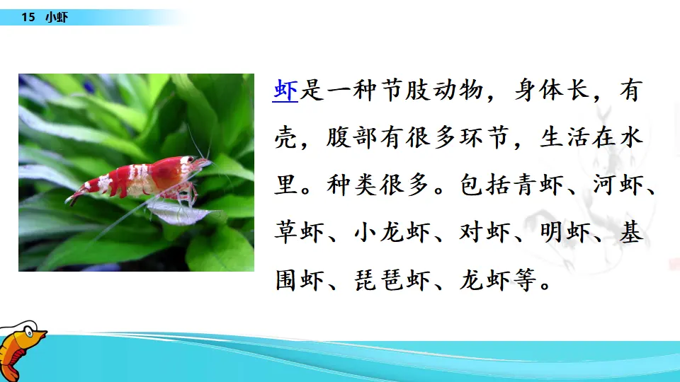 15 小虾（课件1）_03.webp