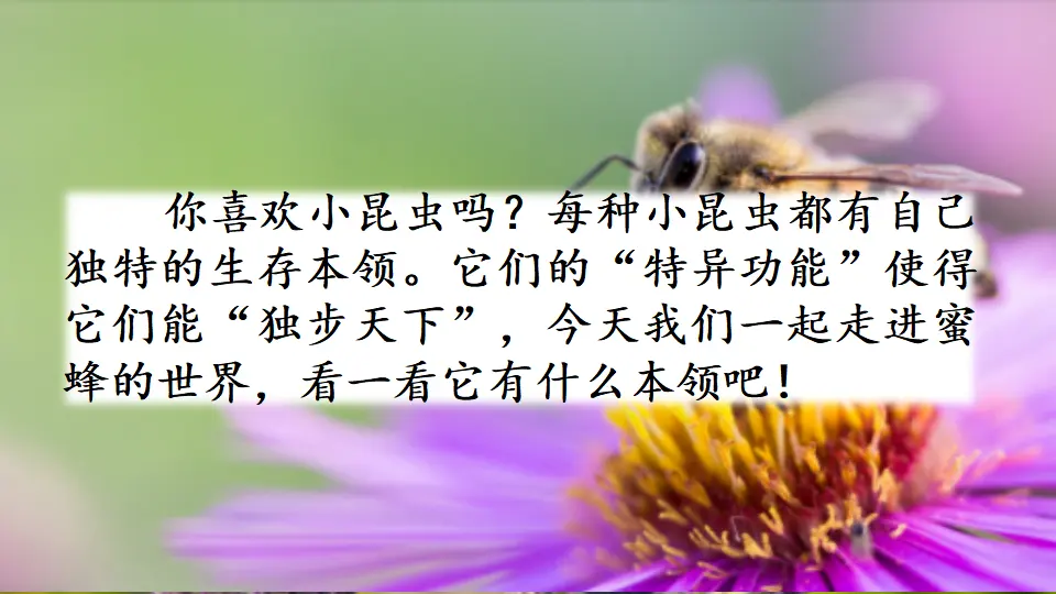 14 蜜蜂（课件1）_01.webp