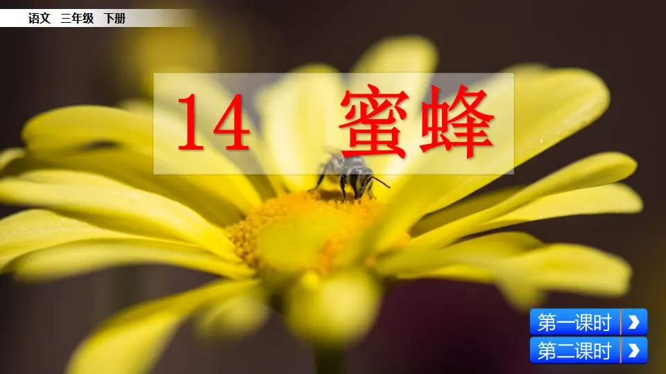 14 蜜蜂（课件1）_05.webp