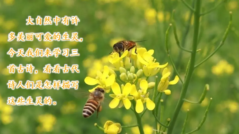1 古诗三首（课件1）_01.webp