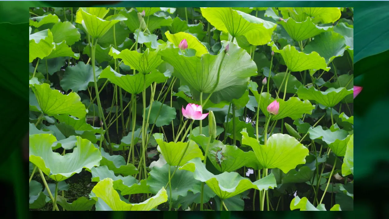 3 荷花（课件2）_03.webp