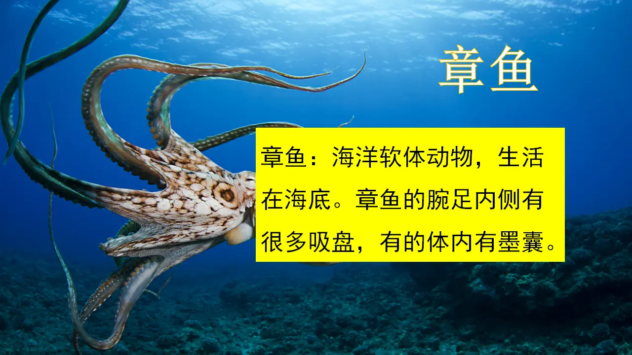 23 海底世界（课件2）_05.webp