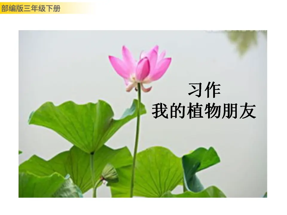 习作：我的植物朋友（课件3）_01.webp