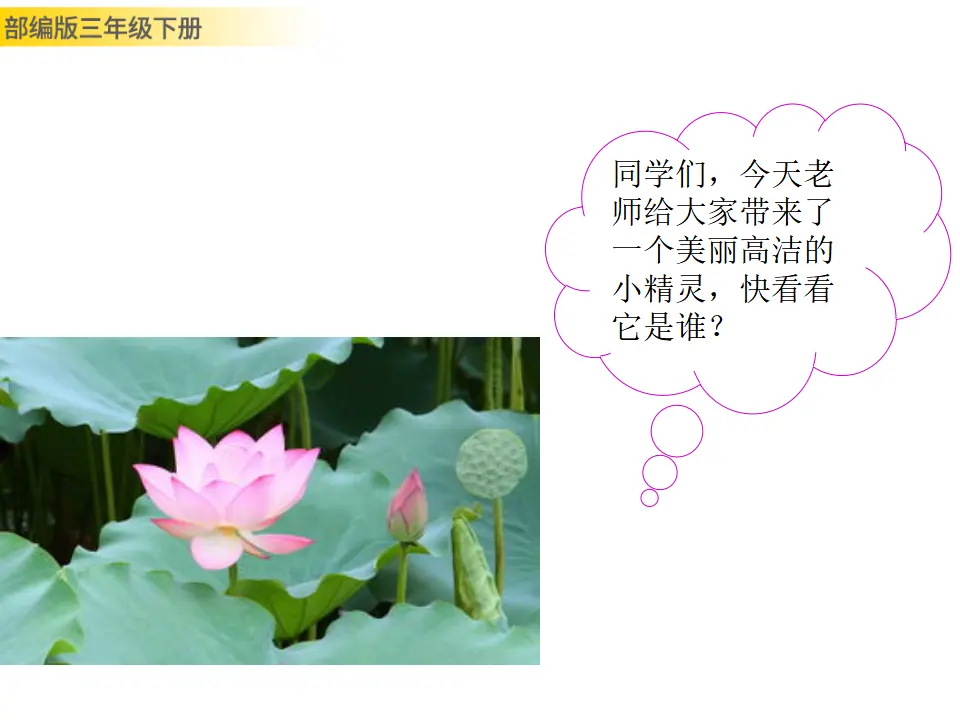 习作：我的植物朋友（课件3）_02.webp