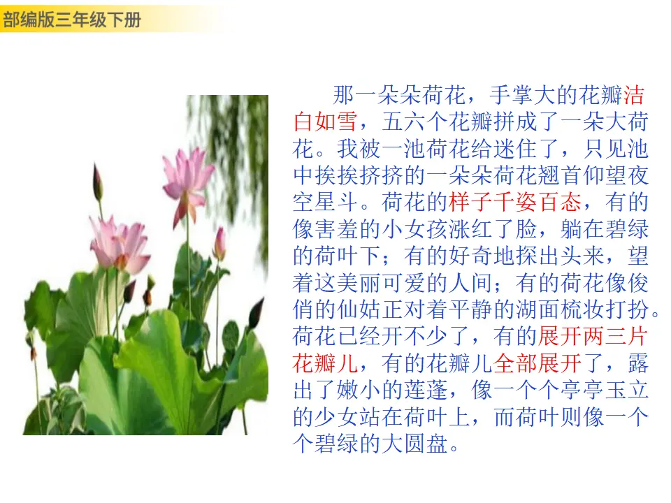 习作：我的植物朋友（课件3）_03.webp