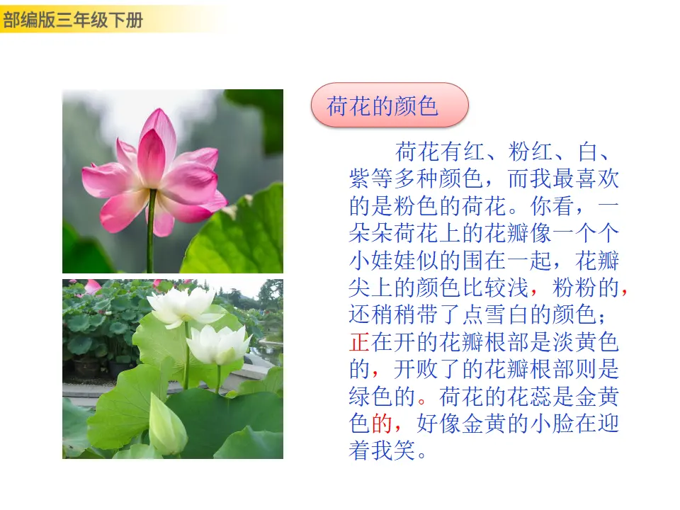 习作：我的植物朋友（课件3）_04.webp