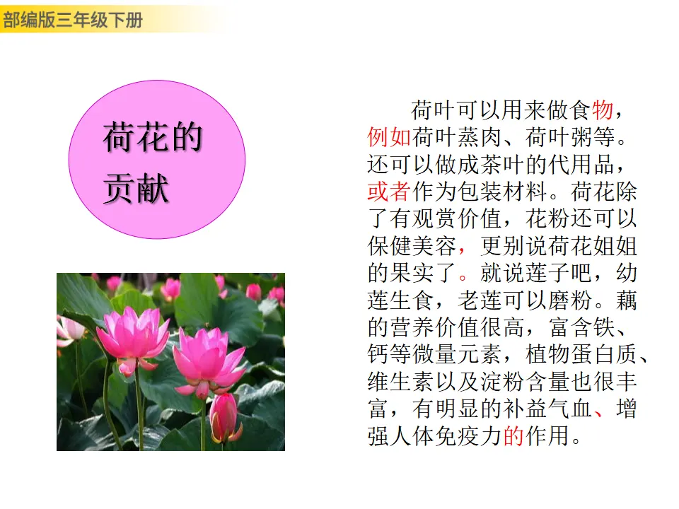 习作：我的植物朋友（课件3）_05.webp