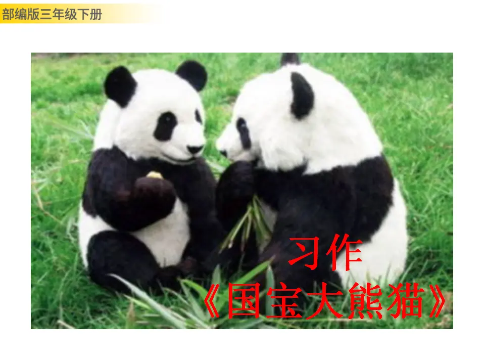 习作：国宝大熊猫（课件3）_01.webp