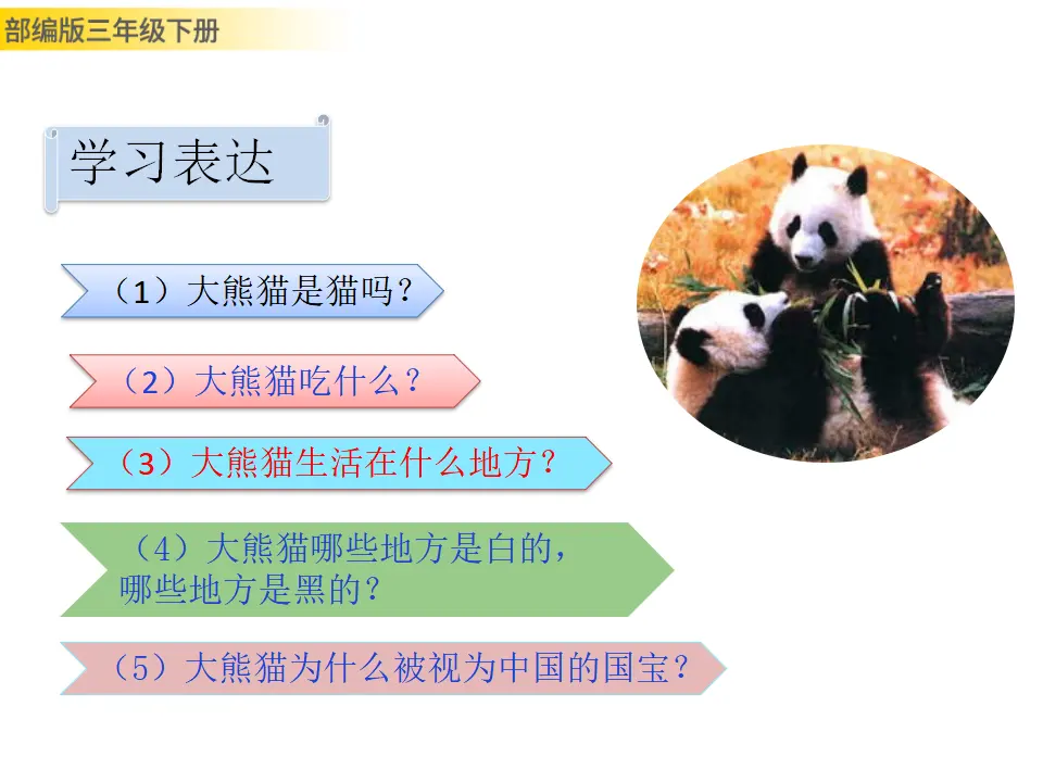 习作：国宝大熊猫（课件3）_04.webp
