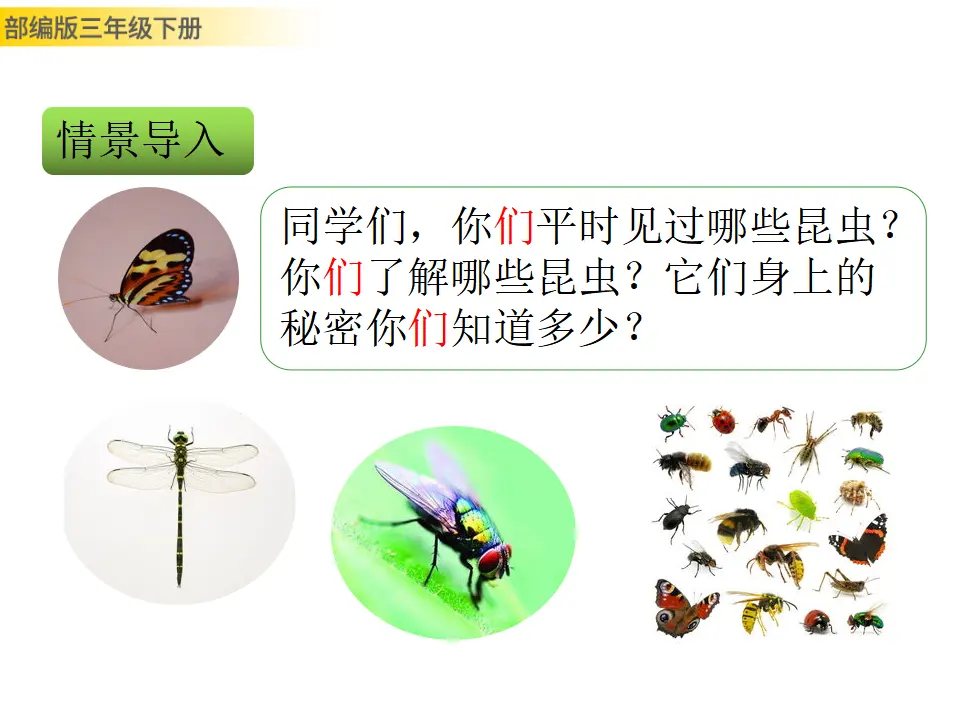 4 昆虫备忘录（课件3）_02.webp