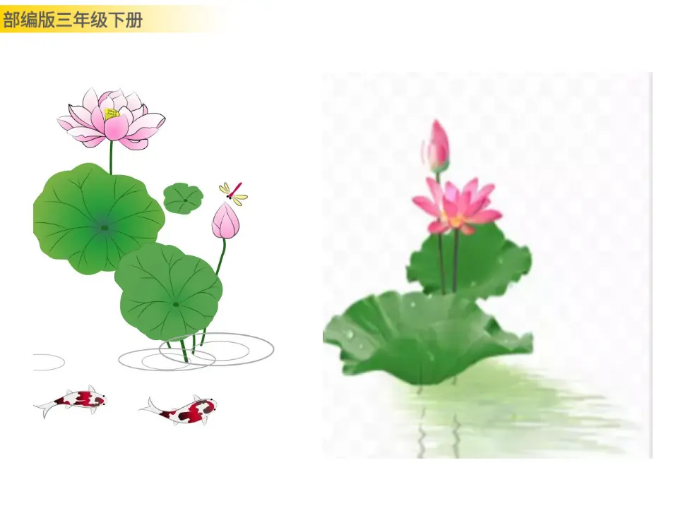 3 荷花（课件3）_02.webp