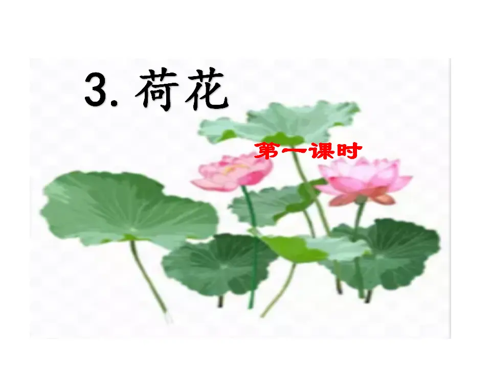 3 荷花（课件3）_01.webp