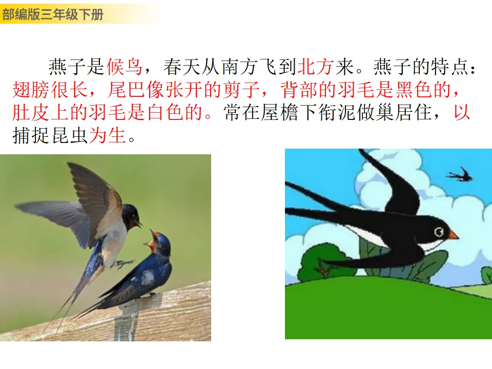 2 燕子（课件3）_02.webp