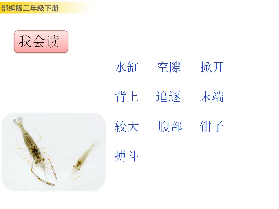 15 小虾（课件3）_04.webp