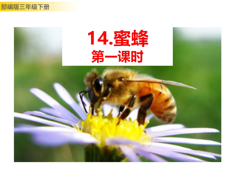 14 蜜蜂（课件3）_01.webp