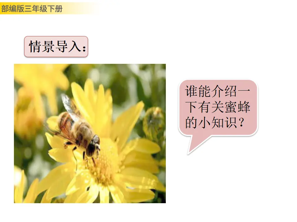 14 蜜蜂（课件3）_02.webp