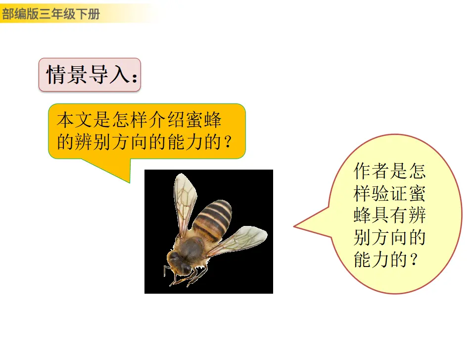 14 蜜蜂（课件3）_03.webp