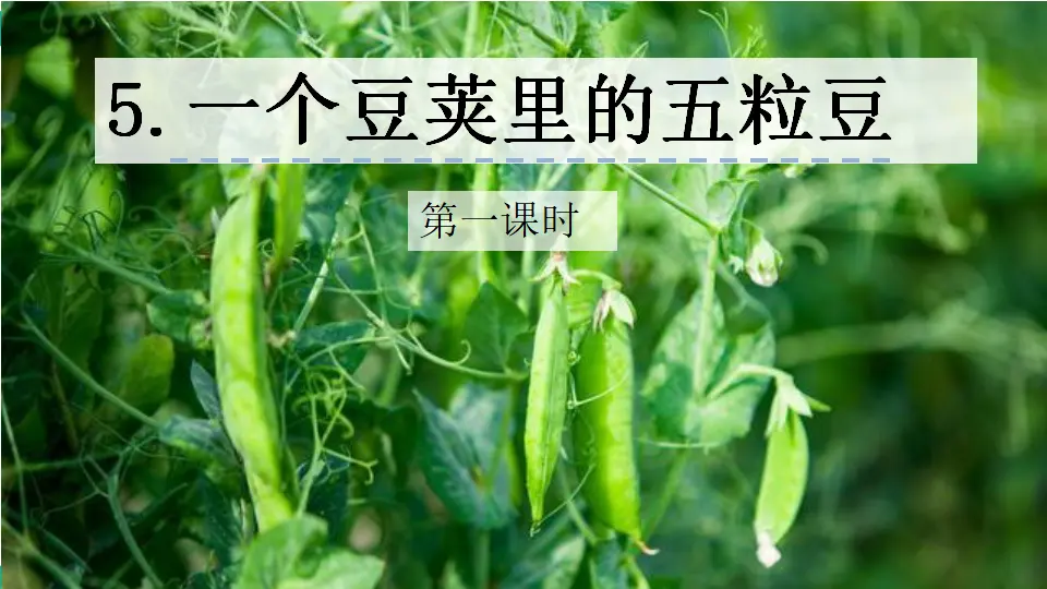 5 一个豆荚里的五粒豆（课件1）_01.webp
