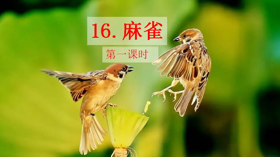 16 麻雀（课件1）_01.webp