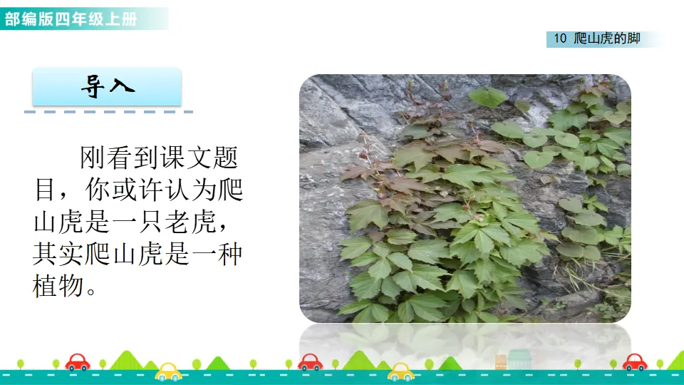 10 爬山虎的脚（课件1）_02.webp