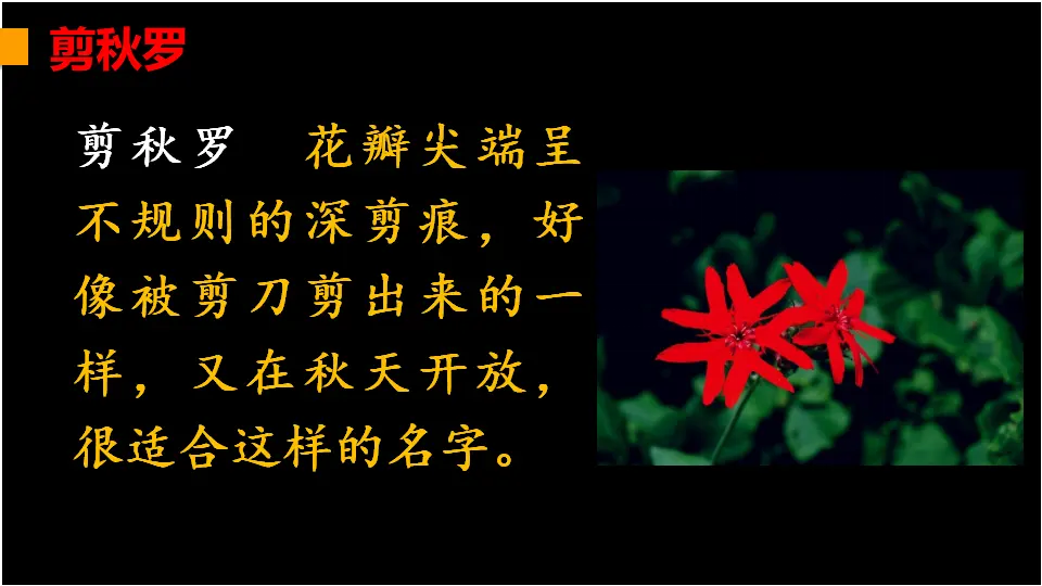 链接1：剪秋罗（课件2）_01.webp
