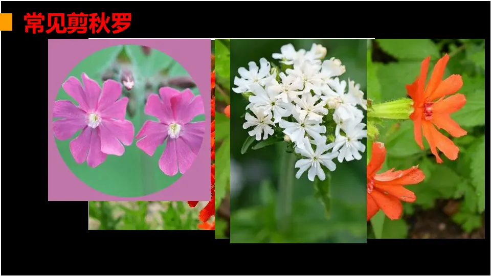 链接1：剪秋罗（课件2）_02.webp
