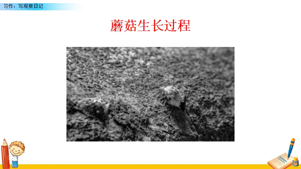 习作：写观察日记（课件2）_04.webp