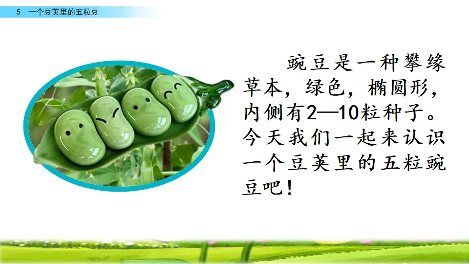5 一个豆荚里的五粒豆（课件2）_05.webp