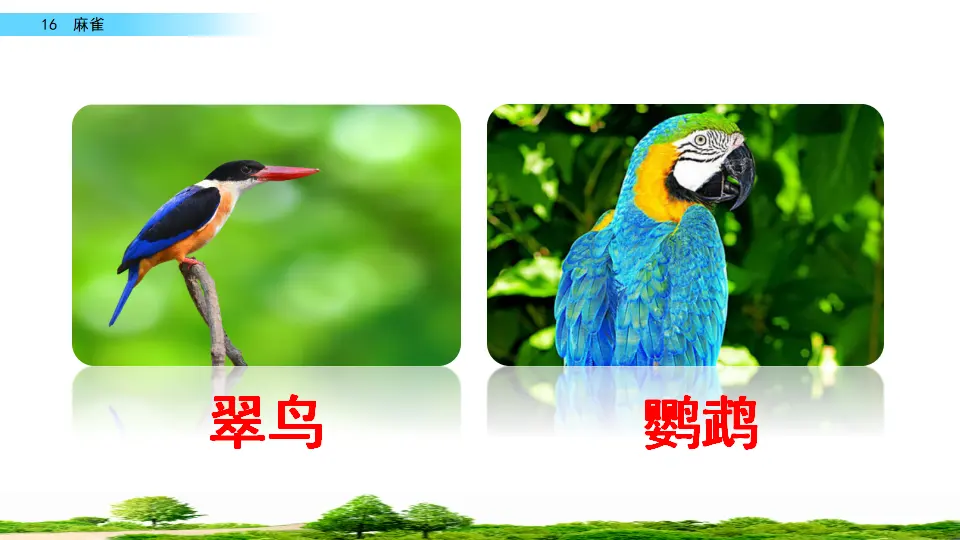 16 麻雀（课件2）_02.webp
