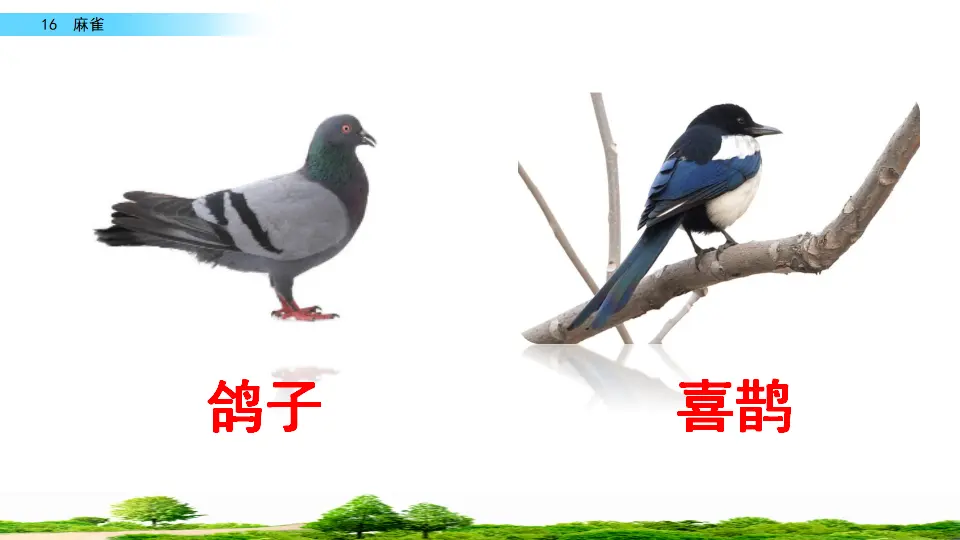 16 麻雀（课件2）_01.webp