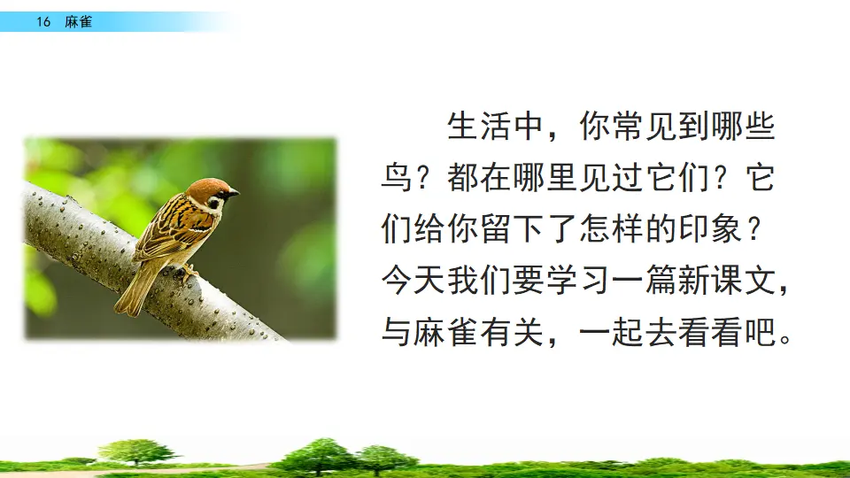 16 麻雀（课件2）_03.webp