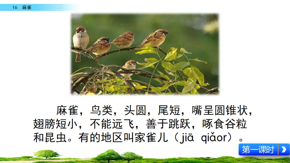 16 麻雀（课件2）_05.webp