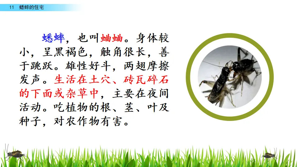 11 蟋蟀的住宅（课件2）_01.webp
