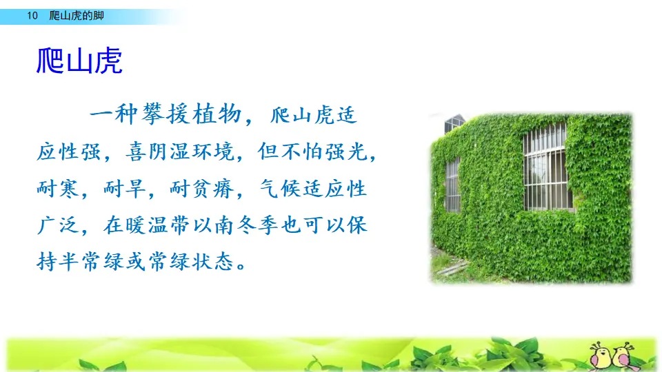 10 爬山虎的脚（课件2）_01.webp