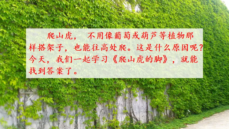10 爬山虎的脚（课件2）_02.webp