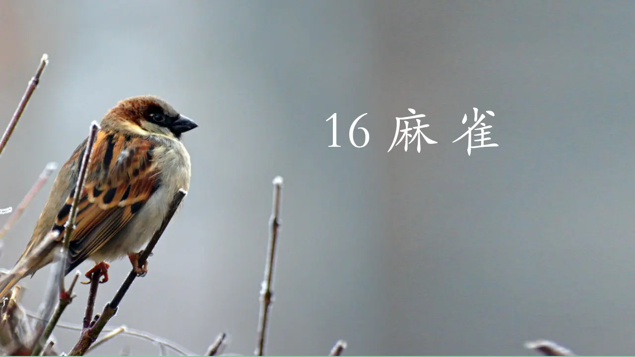 16.麻雀（课件3）_01.webp