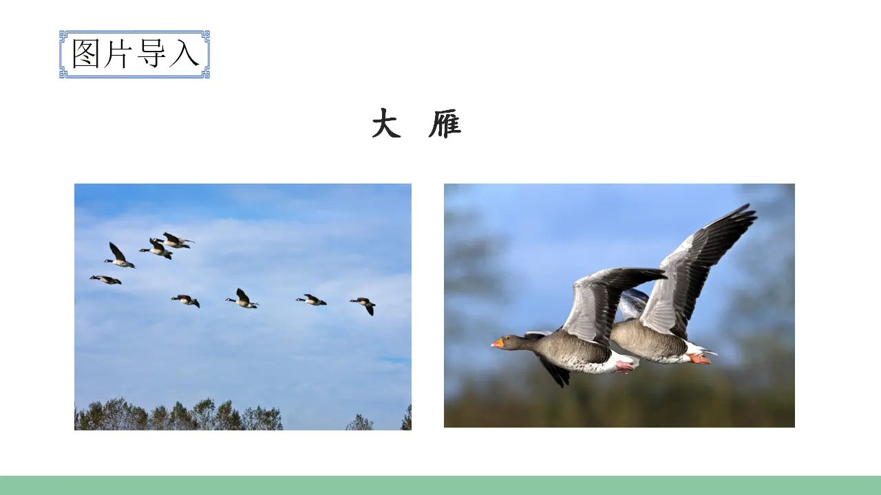 16.麻雀（课件3）_02.webp