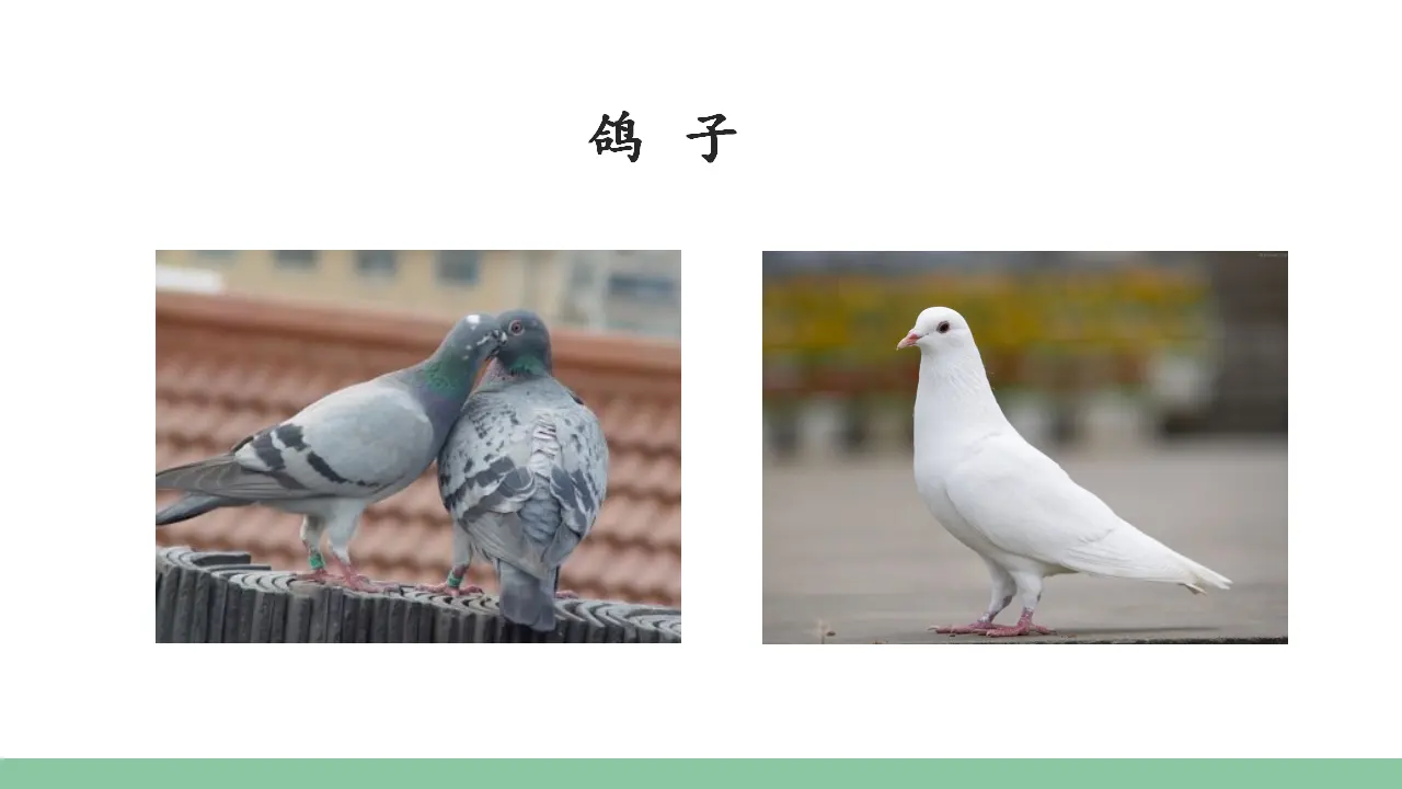 16.麻雀（课件3）_03.webp