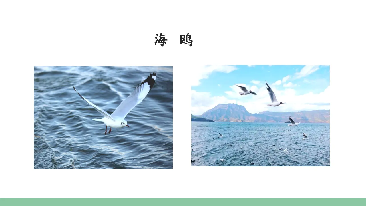 16.麻雀（课件3）_04.webp