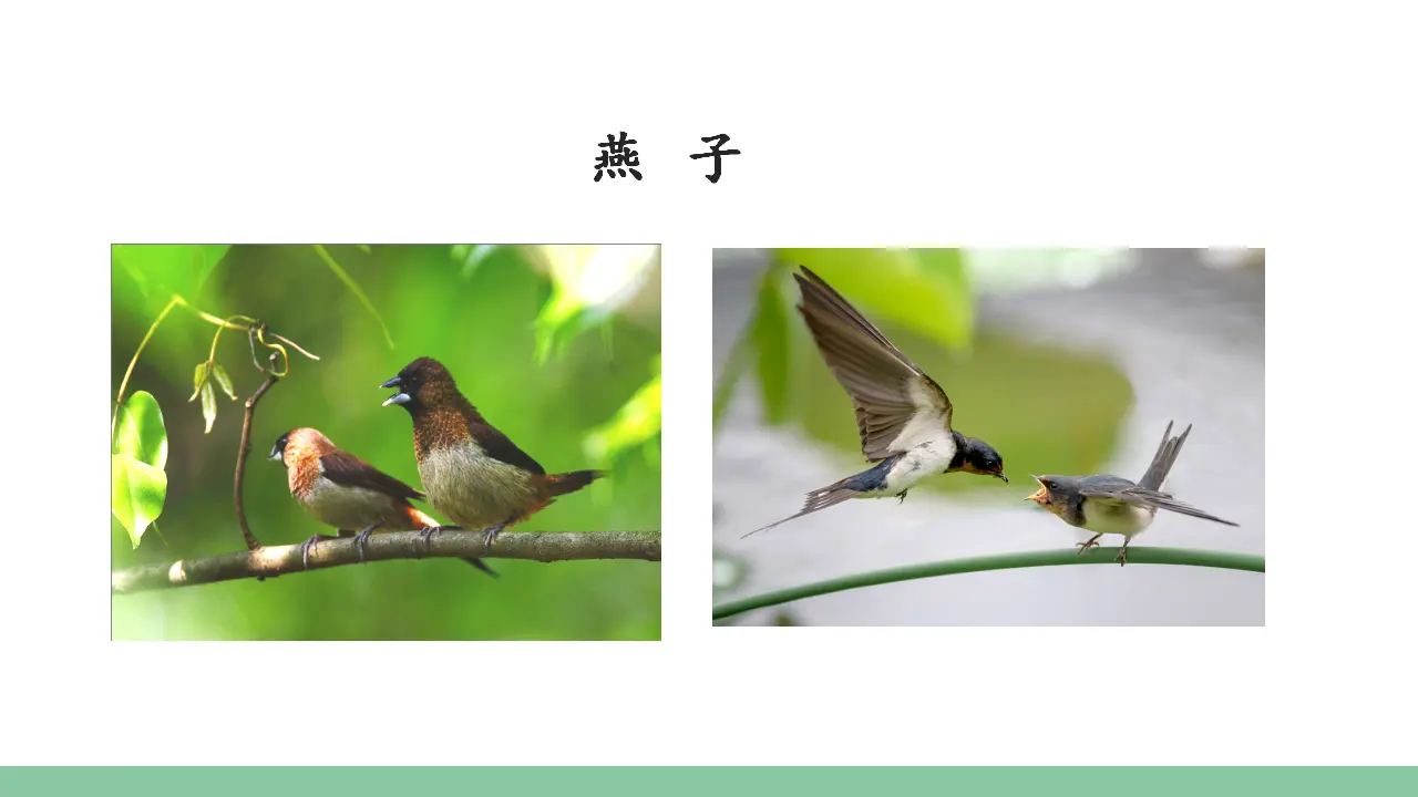 16.麻雀（课件3）_05.webp