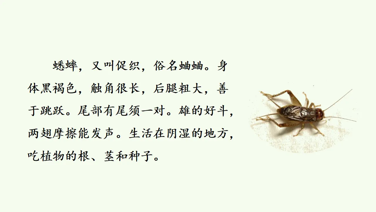 11.蟋蟀的住宅（课件3）_05.webp