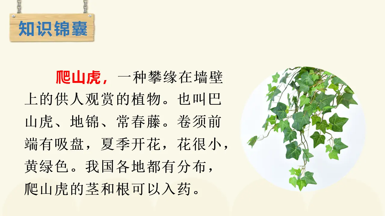 10.爬山虎的脚（课件3）_04.webp