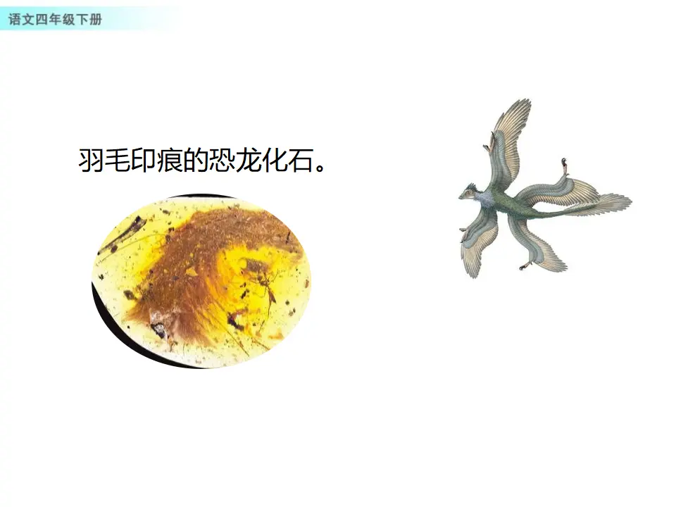 6 飞向蓝天的恐龙（课件1）_03.webp