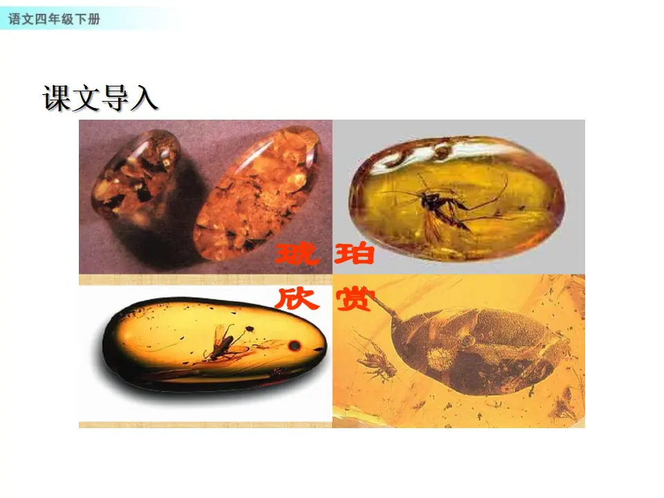 5 琥珀（课件1）_02.webp